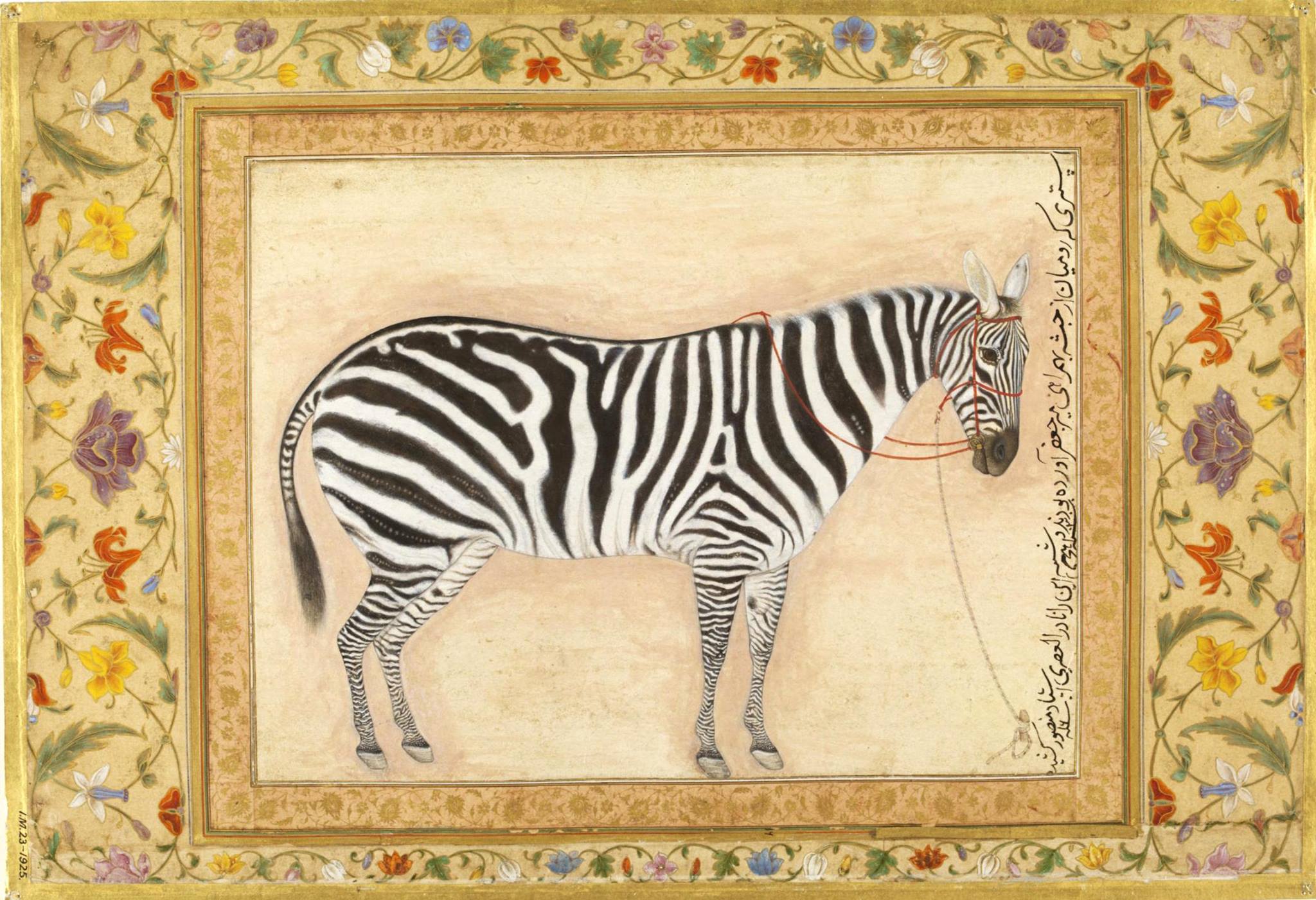 A Zebra, by Mansur, opaque watercolour and gold on paper, Mughal, 1621.