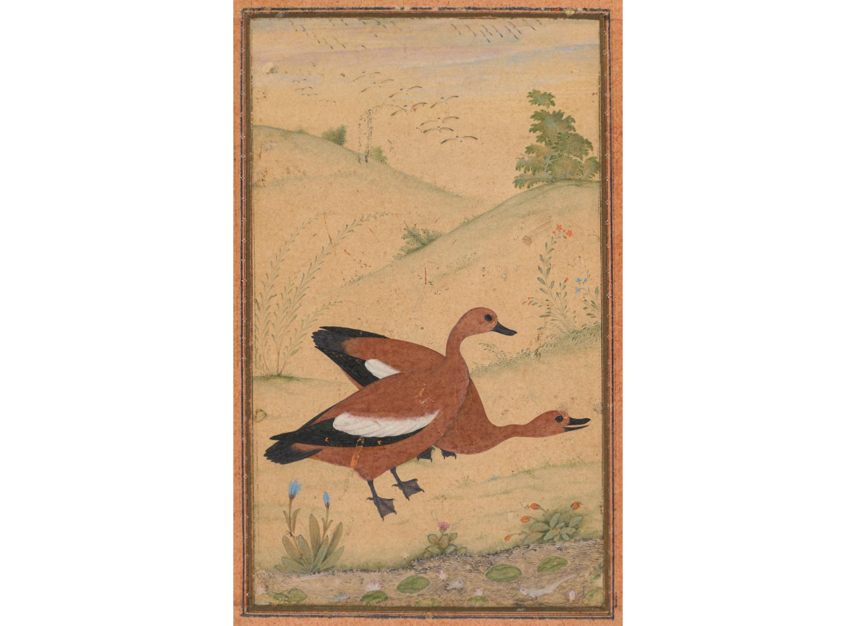 A pair of Brahminy ducks