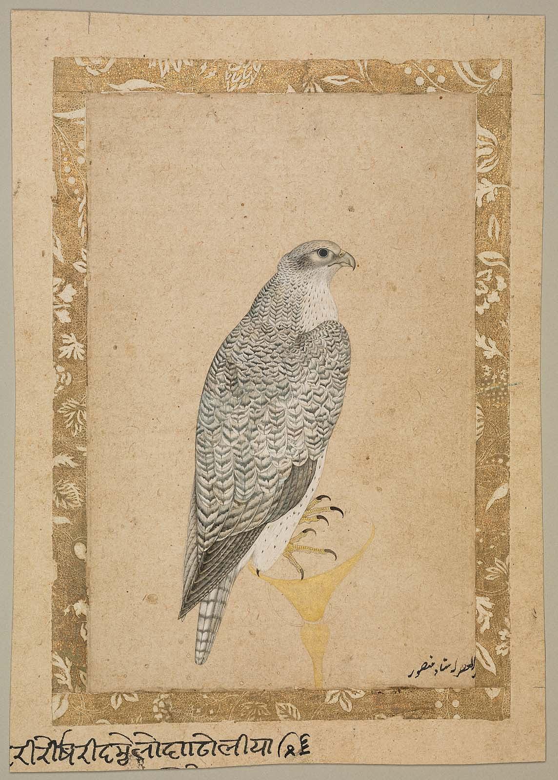 Obverse: Portrait of a Falcon