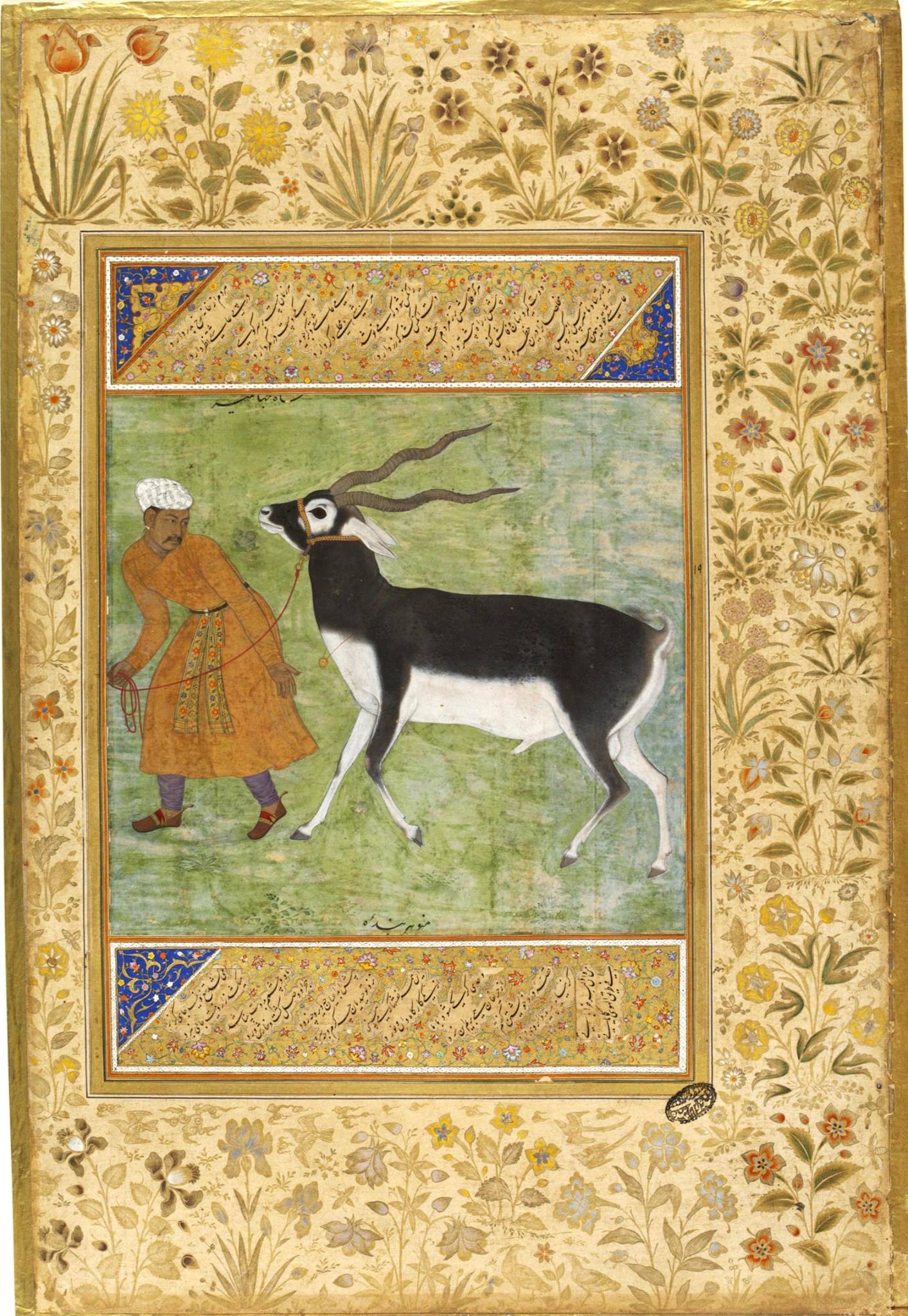 Indian black buck, by Manohar, in opaque watercolor and gold on paper, Mughal, ca. 1616.
