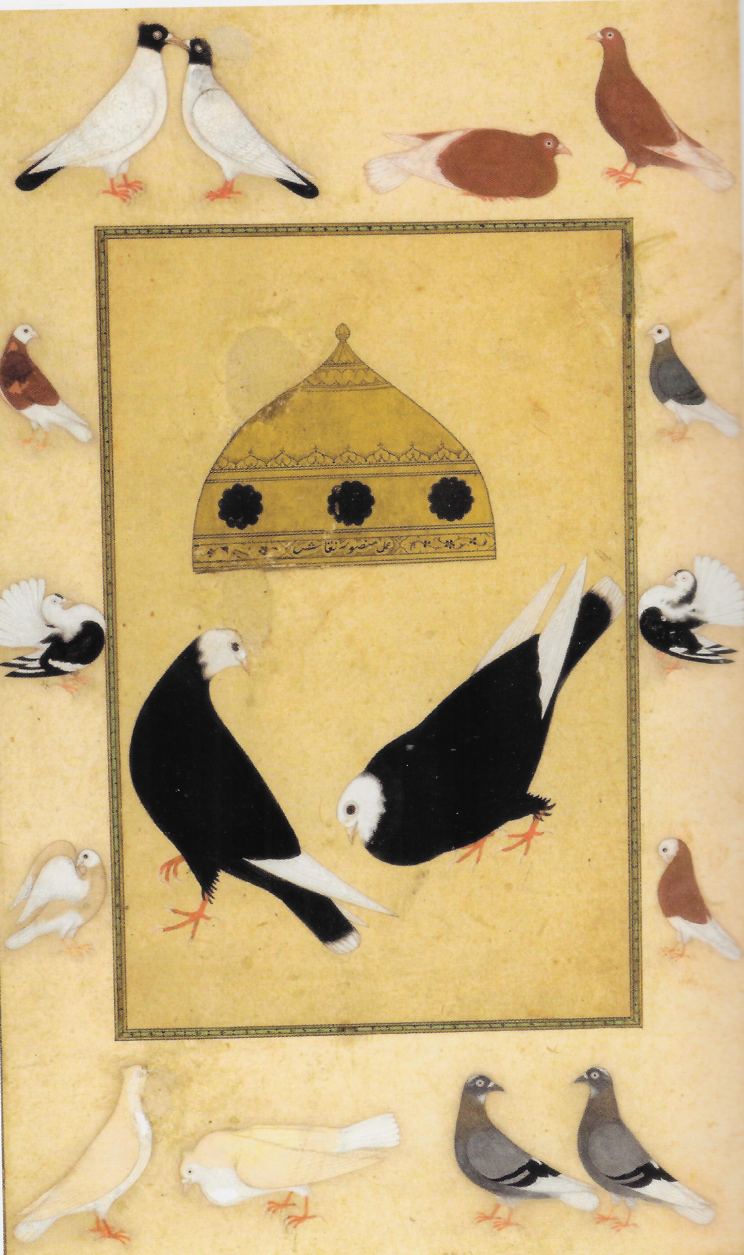 Pigeons and Pigeon Coop