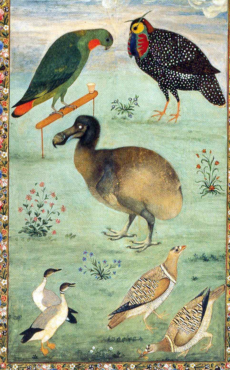 A painting depicting the dodo ascribed to Ustad Mansur dated to the period 1628-33.