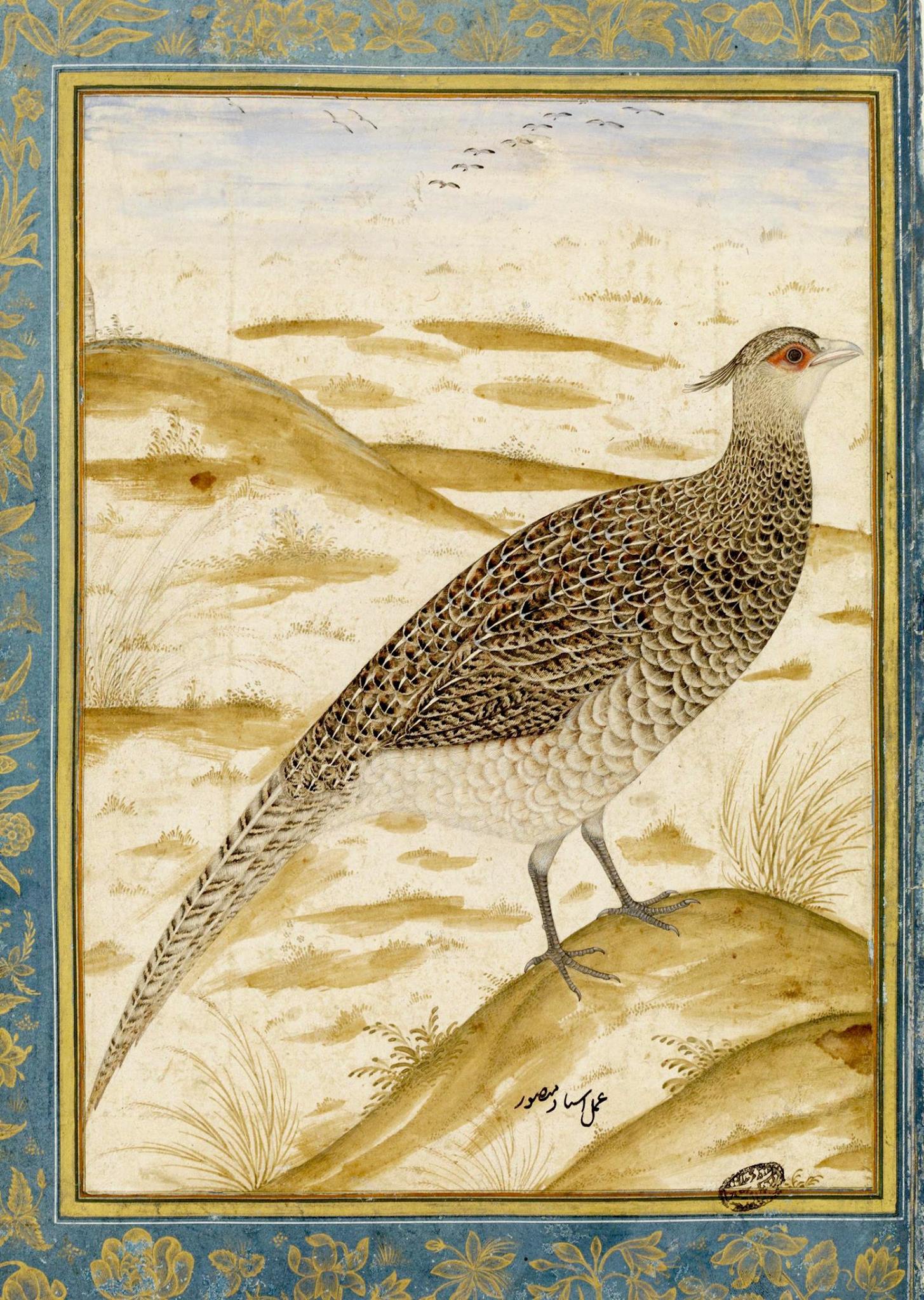 A Himalayan Cheer Pheasant