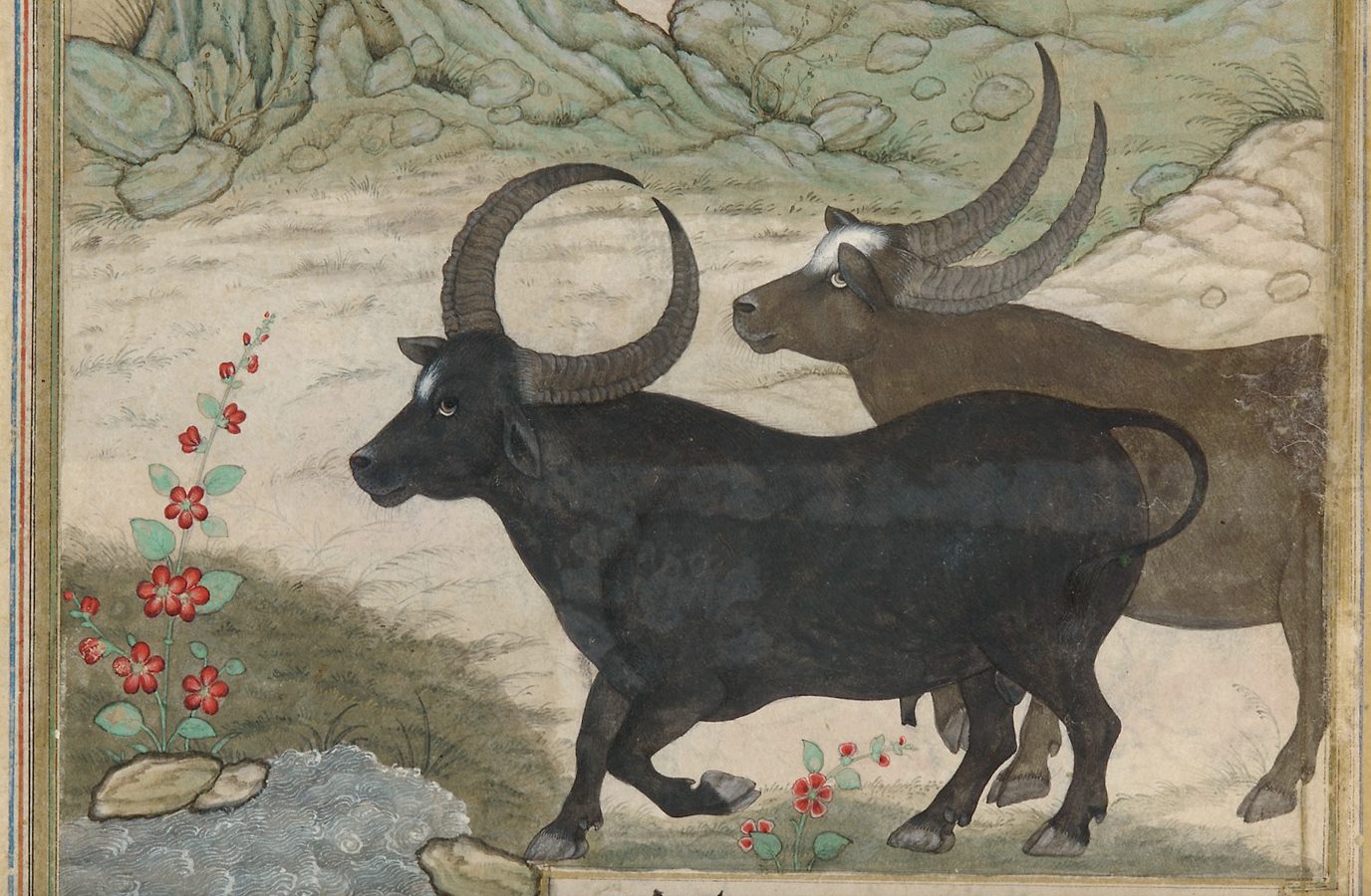 Two Wild Buffalos from Baburnama
