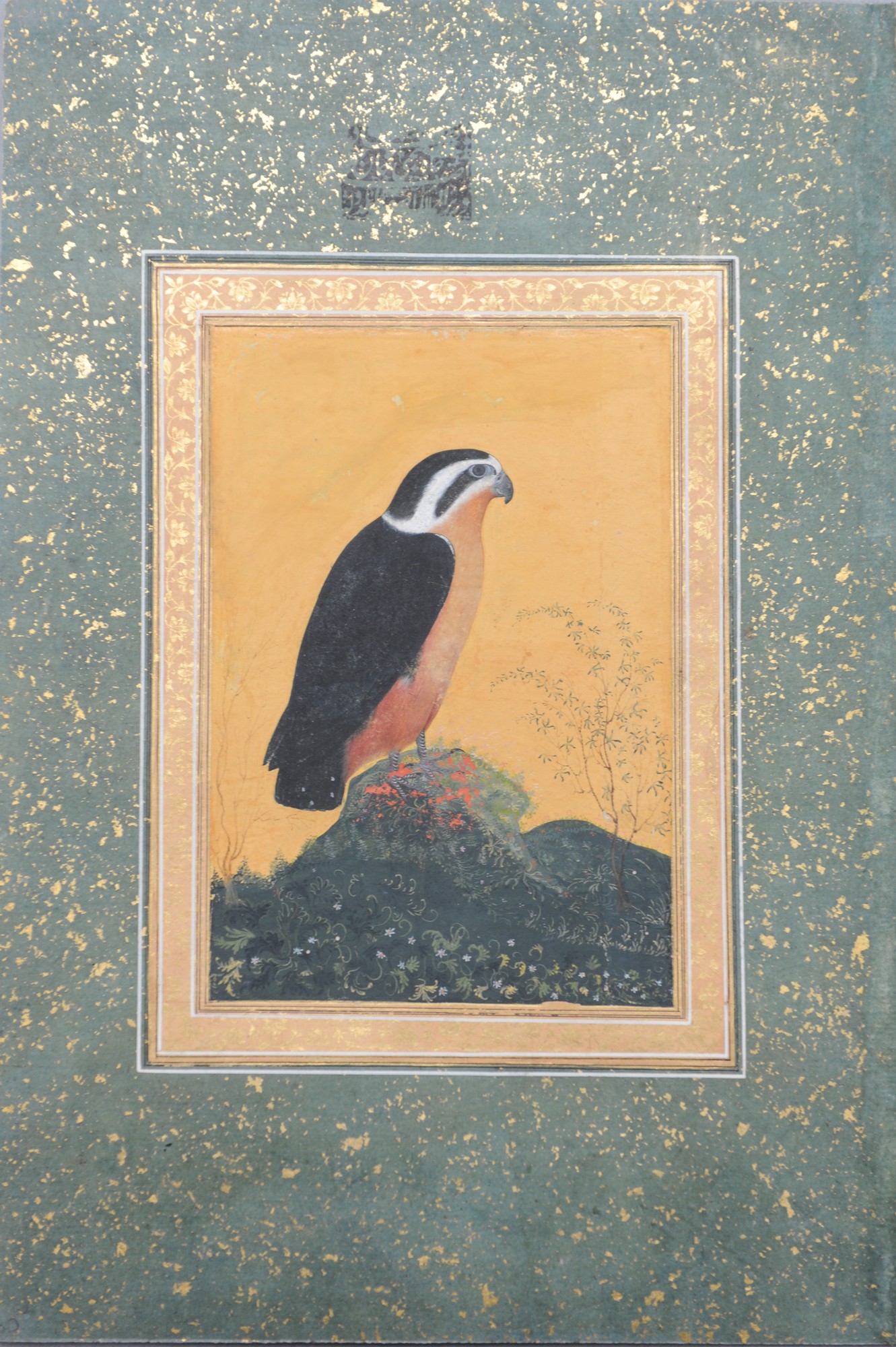 Painting of collared falconet c.1680-1770