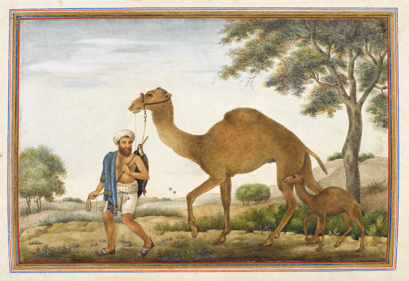 Painting of a Rabari man from 1825