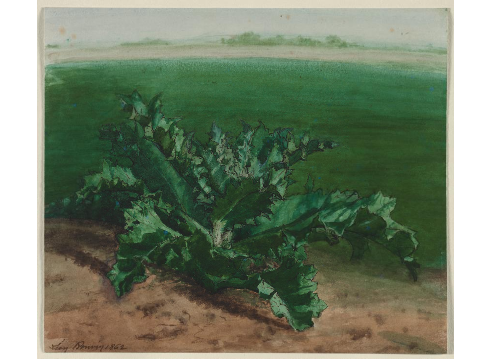 Study of a Plant, Possibly Thistle