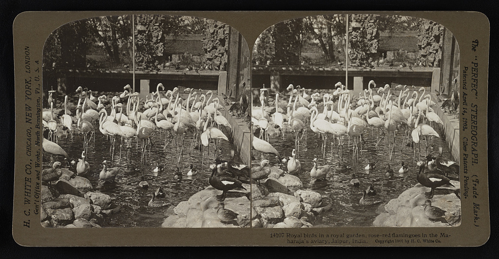 Royal birds in a royal garden, rose-red flamingoes in the Maharaja's aviary, Jaipur, India