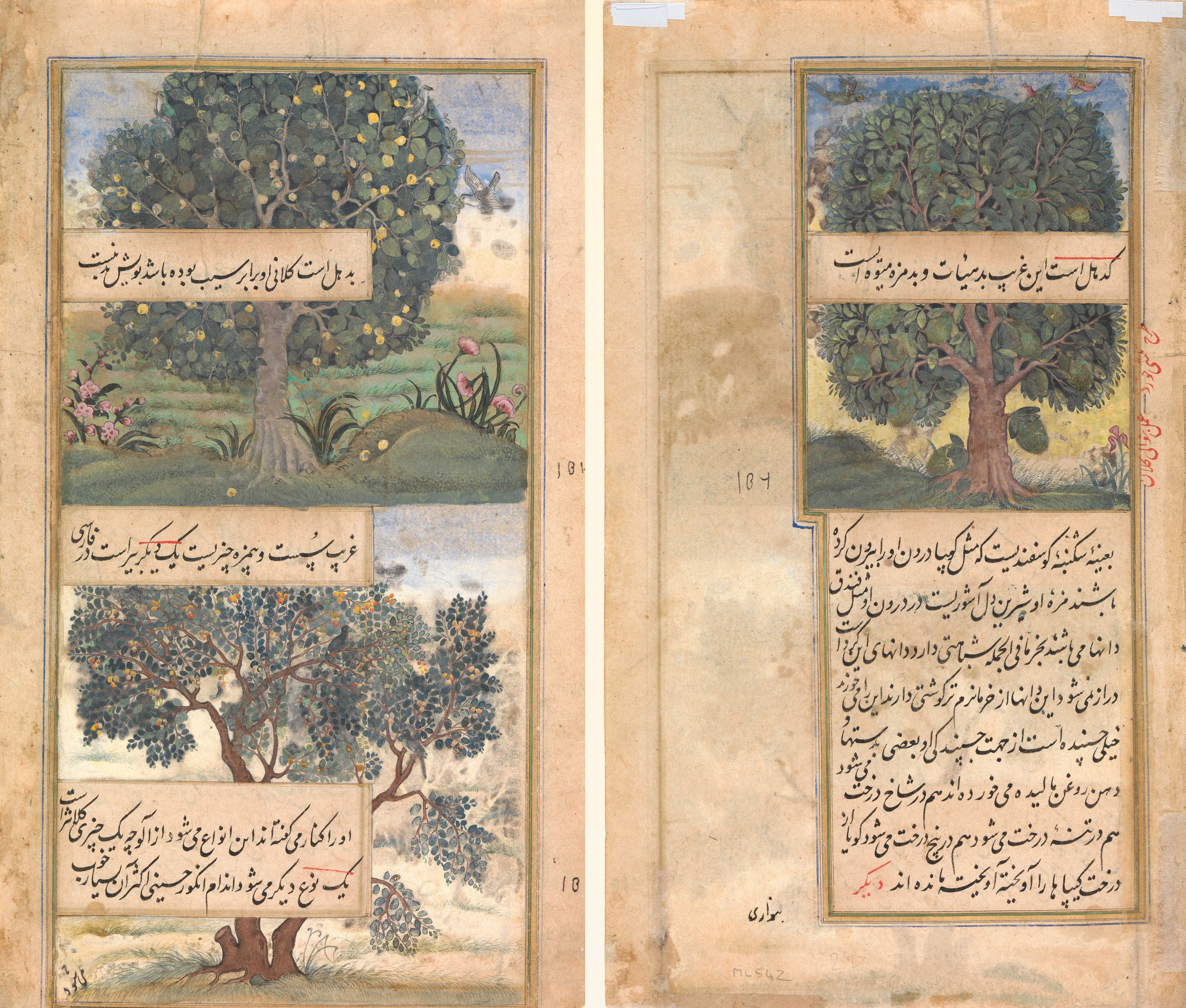 Three Trees of India", Folio from a Baburnama (Autobiography of Babur)
