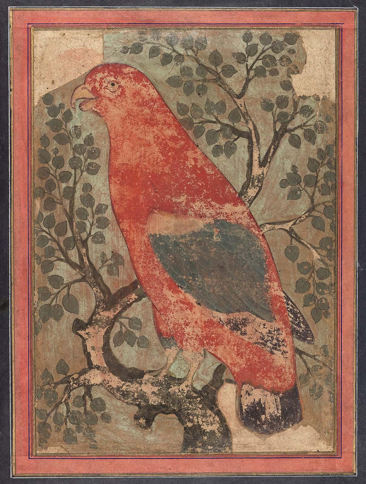 Red Parrot