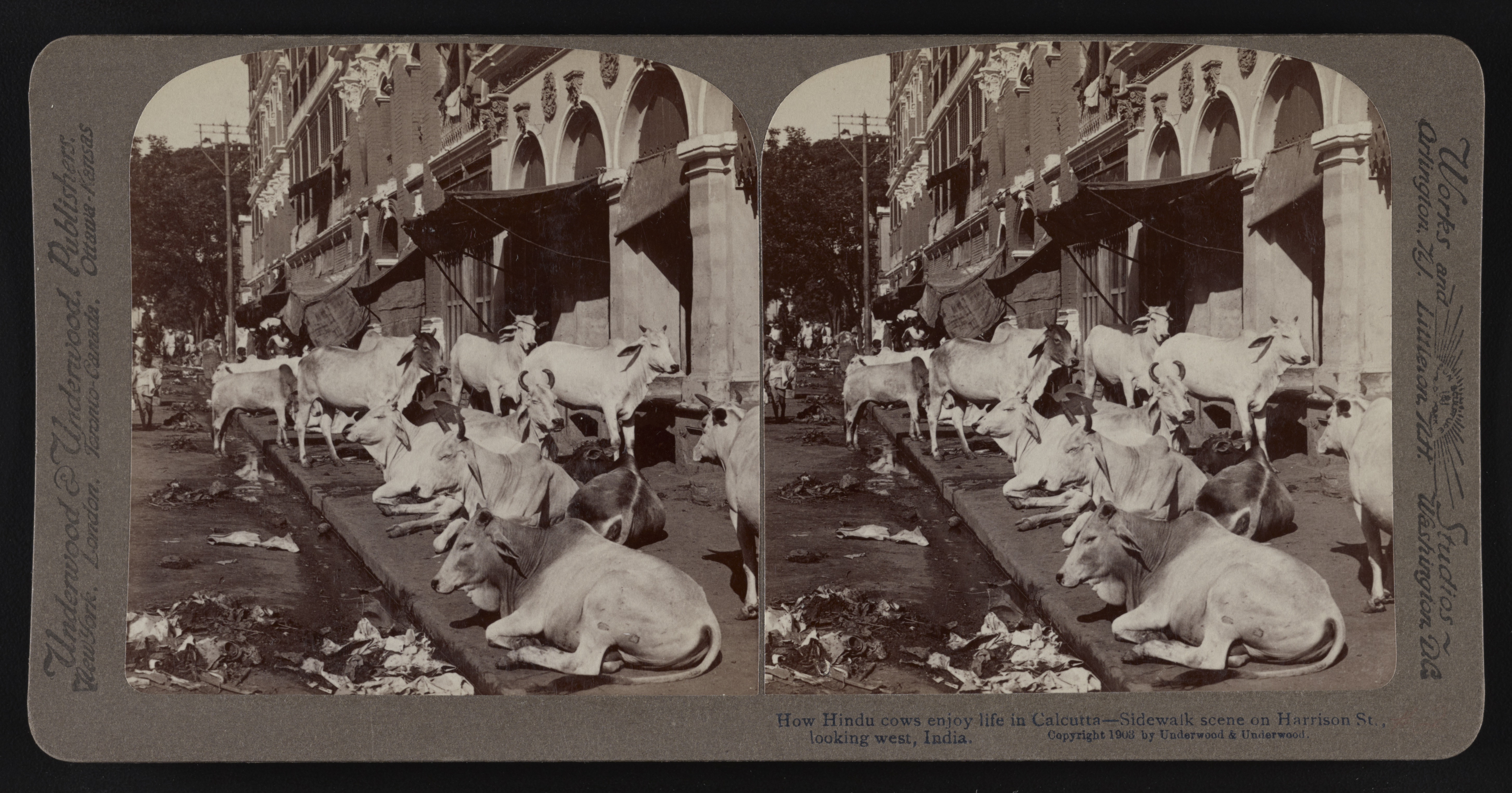 How Hindu cows enjoy life in Calcutta - Sidewalk scene on Harrison St. looking west, India